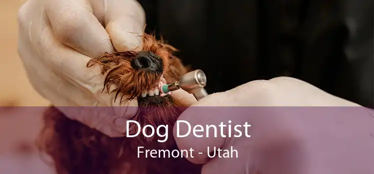 Dog Dentist Fremont - Utah