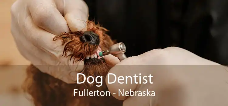 Dog Dentist Fullerton - Nebraska