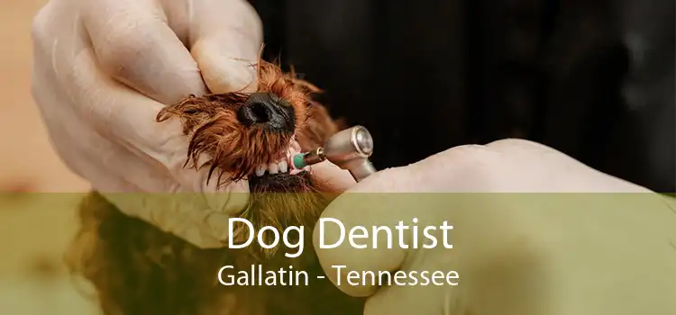 Dog Dentist Gallatin - Tennessee