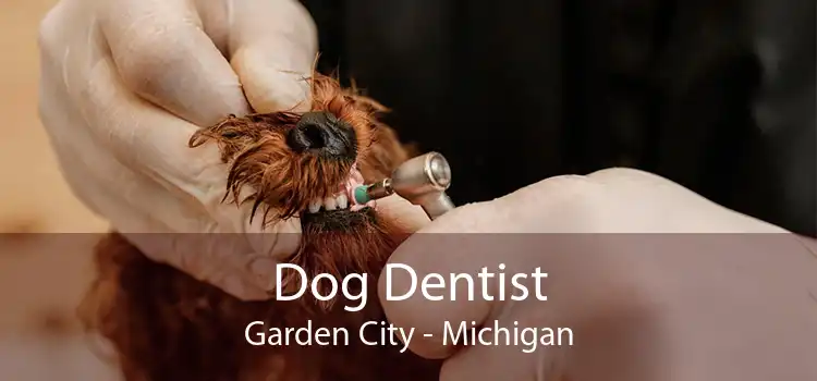 Dog Dentist Garden City - Michigan