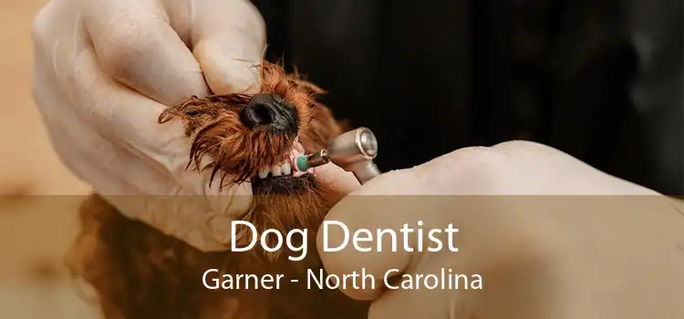 Dog Dentist Garner - North Carolina