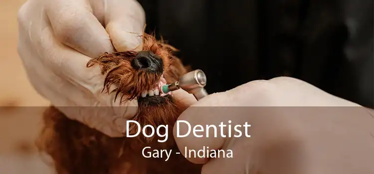 Dog Dentist Gary - Indiana