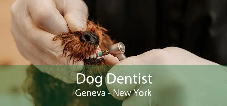 Dog Dentist Geneva - New York