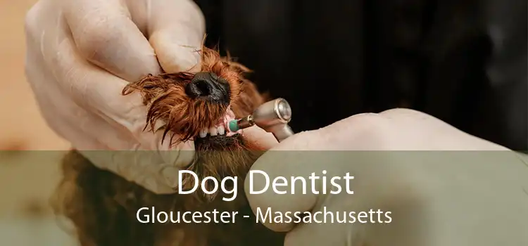 Dog Dentist Gloucester - Massachusetts