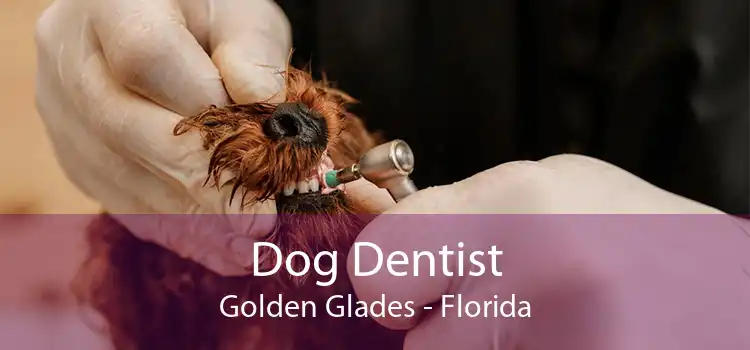 Dog Dentist Golden Glades - Florida