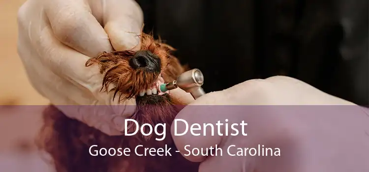 Dog Dentist Goose Creek - South Carolina