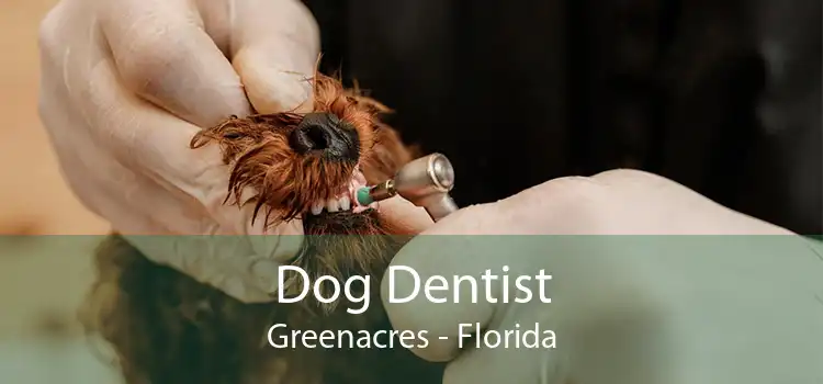 Dog Dentist Greenacres - Florida