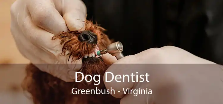 Dog Dentist Greenbush - Virginia
