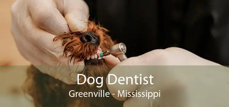 Dog Dentist Greenville - Mississippi