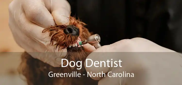 Dog Dentist Greenville - North Carolina
