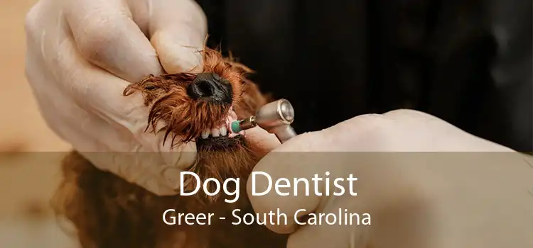 Dog Dentist Greer - South Carolina