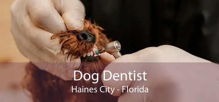 Dog Dentist Haines City - Florida