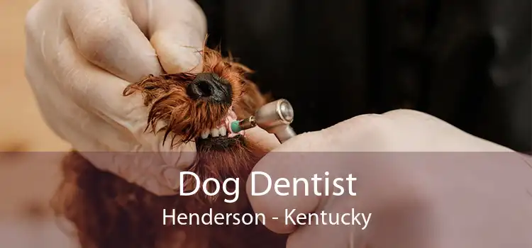 Dog Dentist Henderson - Kentucky