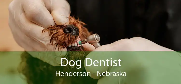 Dog Dentist Henderson - Nebraska