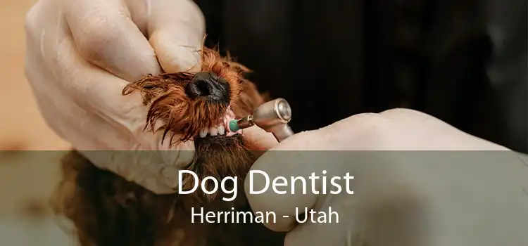 Dog Dentist Herriman - Utah