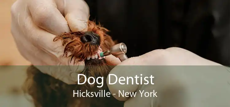 Dog Dentist Hicksville - New York