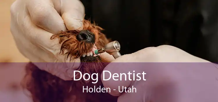 Dog Dentist Holden - Utah