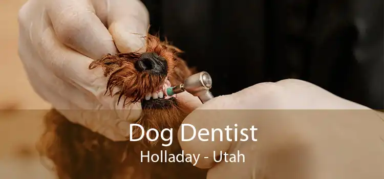 Dog Dentist Holladay - Utah