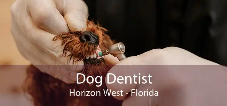 Dog Dentist Horizon West - Florida