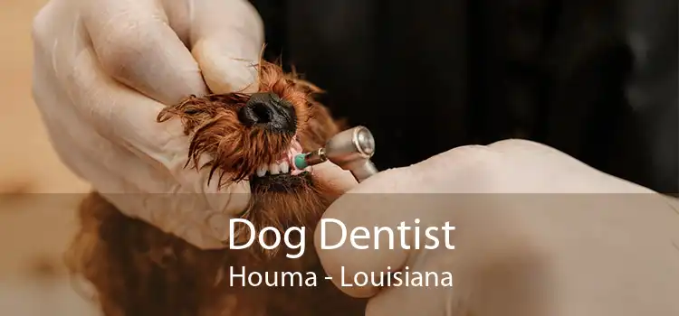 Dog Dentist Houma - Louisiana