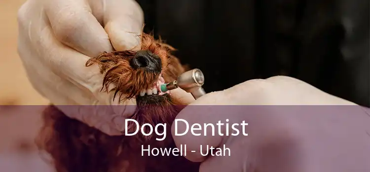 Dog Dentist Howell - Utah