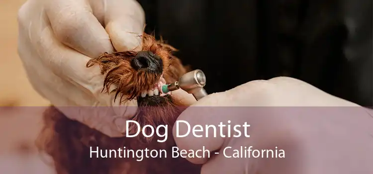 Dog Dentist Huntington Beach - California