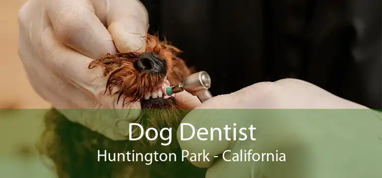 Dog Dentist Huntington Park - California