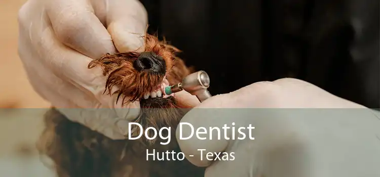 Dog Dentist Hutto - Texas