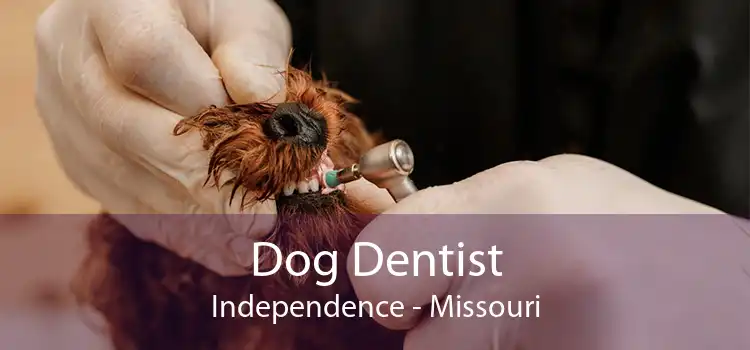 Dog Dentist Independence - Missouri