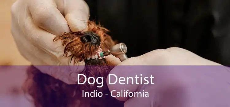 Dog Dentist Indio - California