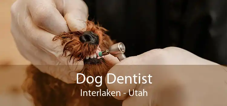 Dog Dentist Interlaken - Utah