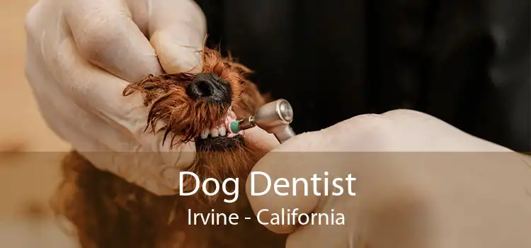 Dog Dentist Irvine - California
