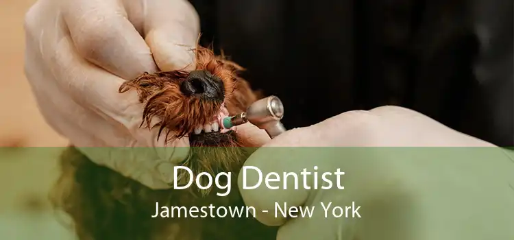 Dog Dentist Jamestown - New York