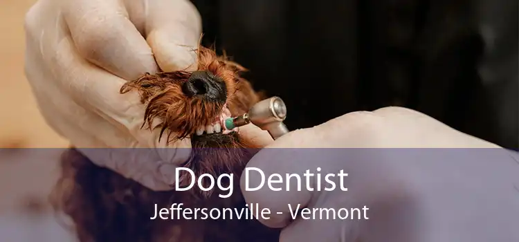 Dog Dentist Jeffersonville - Vermont