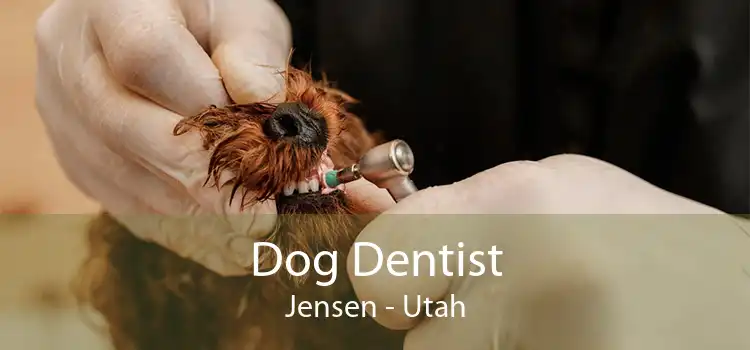 Dog Dentist Jensen - Utah