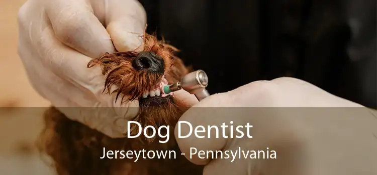 Dog Dentist Jerseytown - Pennsylvania