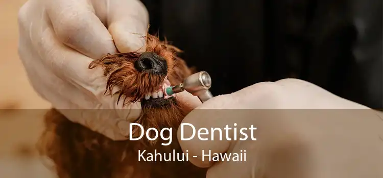 Dog Dentist Kahului - Hawaii