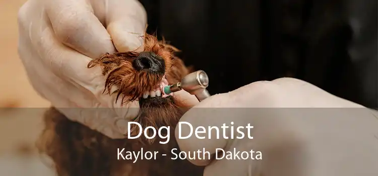 Dog Dentist Kaylor - South Dakota