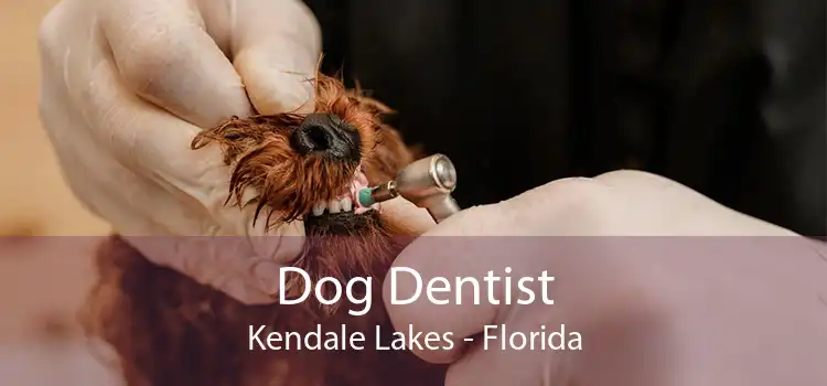 Dog Dentist Kendale Lakes - Florida