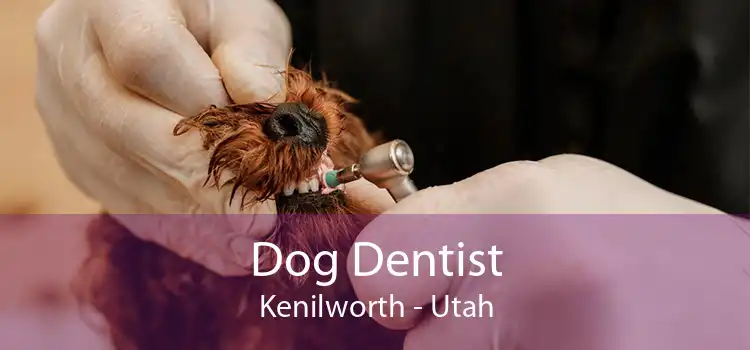 Dog Dentist Kenilworth - Utah