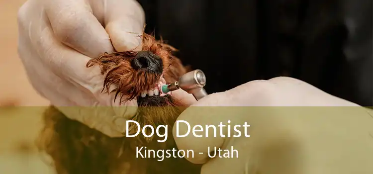 Dog Dentist Kingston - Utah