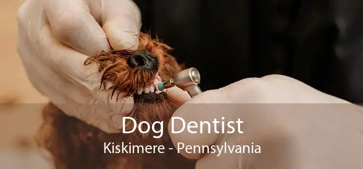 Dog Dentist Kiskimere - Pennsylvania