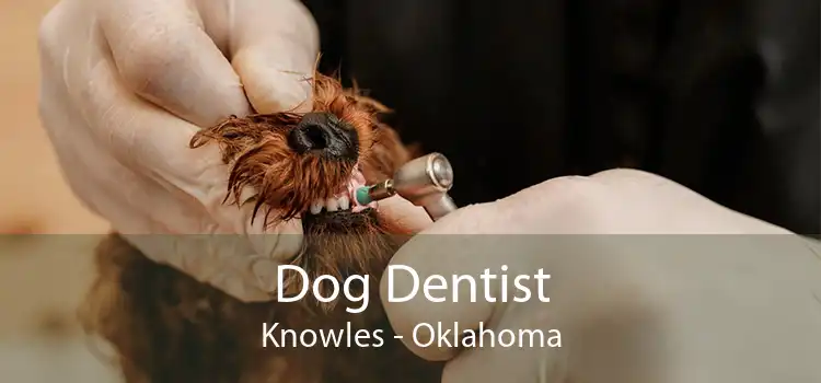 Dog Dentist Knowles - Oklahoma