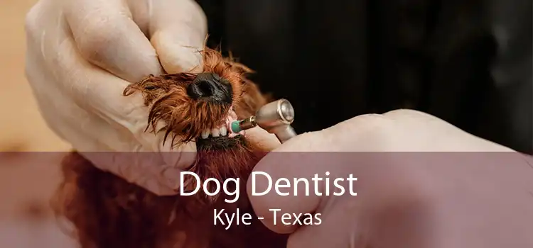 Dog Dentist Kyle - Texas