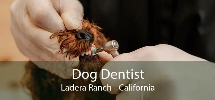 Dog Dentist Ladera Ranch - California