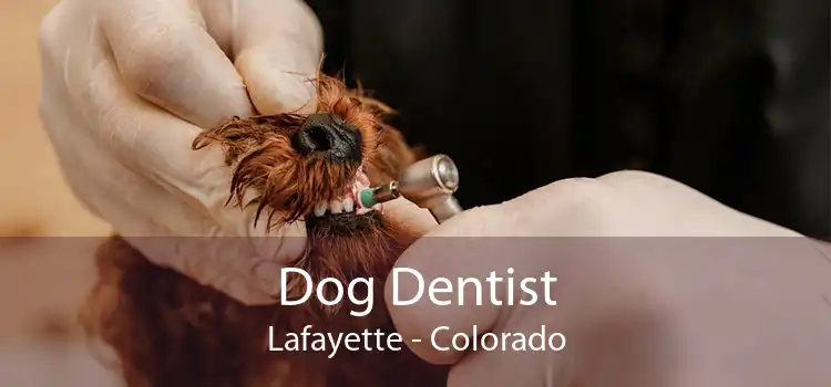 Dog Dentist Lafayette - Colorado