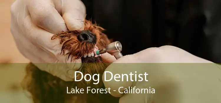 Dog Dentist Lake Forest - California