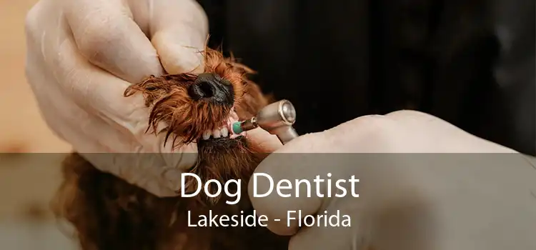 Dog Dentist Lakeside - Florida