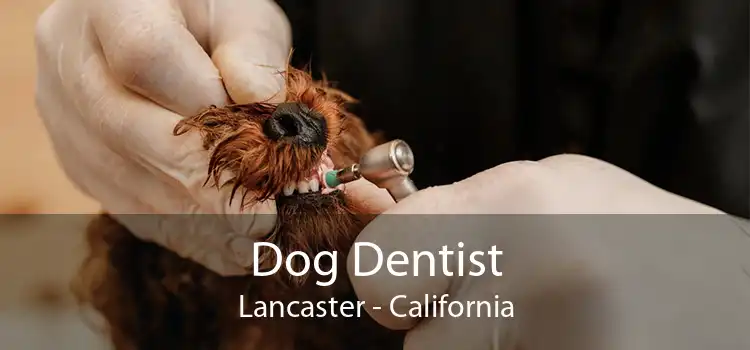 Dog Dentist Lancaster - California