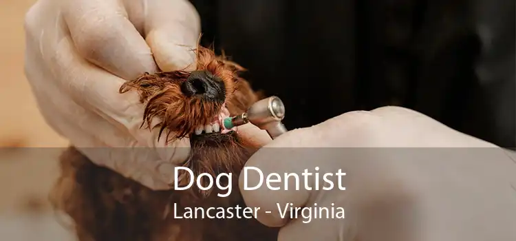 Dog Dentist Lancaster - Virginia